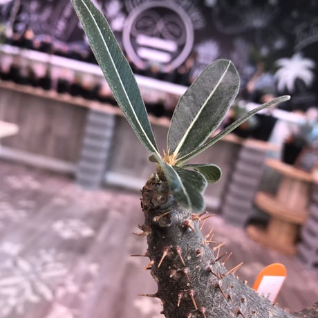 packypodium   roslatum  var.  cactipes《M size》