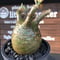 packypodium  gracilius《小さめM size》希少‼︎極green肌※現地球発根済株※店主国内管理4年株※大変ぼってり樹形且つ極green肌株※mad black pot植え