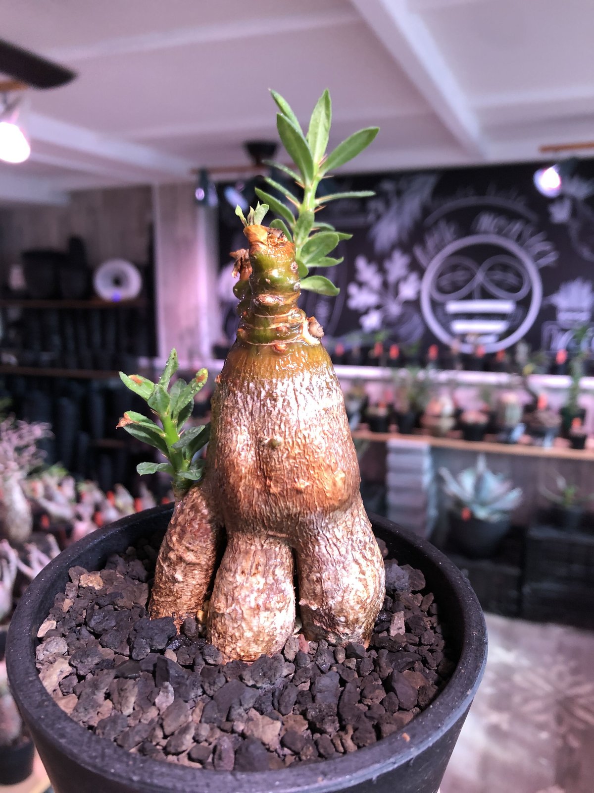 packypodium bispinosum 《M size》※現地球発根済株※小振りでも株元