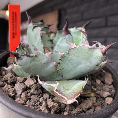 agave titanota black&blue 強棘《M size》選抜株※現地球株発根済※極めて纏まり締まり良き厳つさが堪らないワイルド株※mad black pot植え