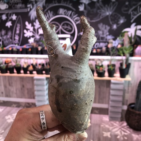 packypodium    gracilius《M size》輸入まもないまん丸新鮮株🌵vo③ 限定9株