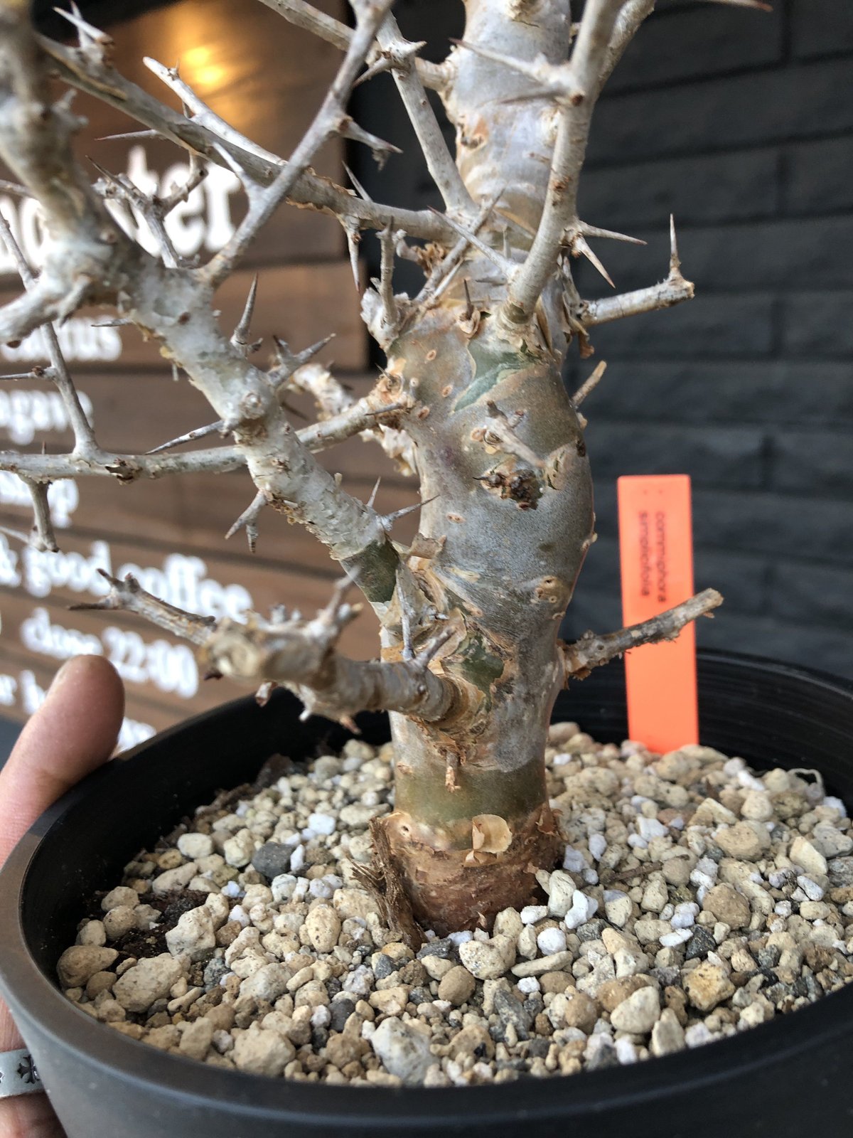 commiphora simplicifolia《M size》シルバーの枝と棘‼︎ | p