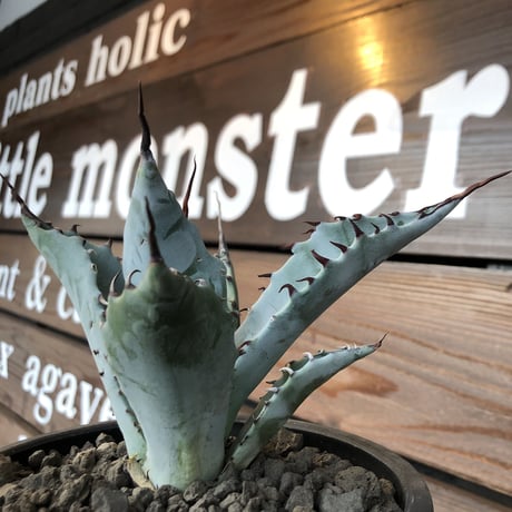 agave    zebra（last1株）