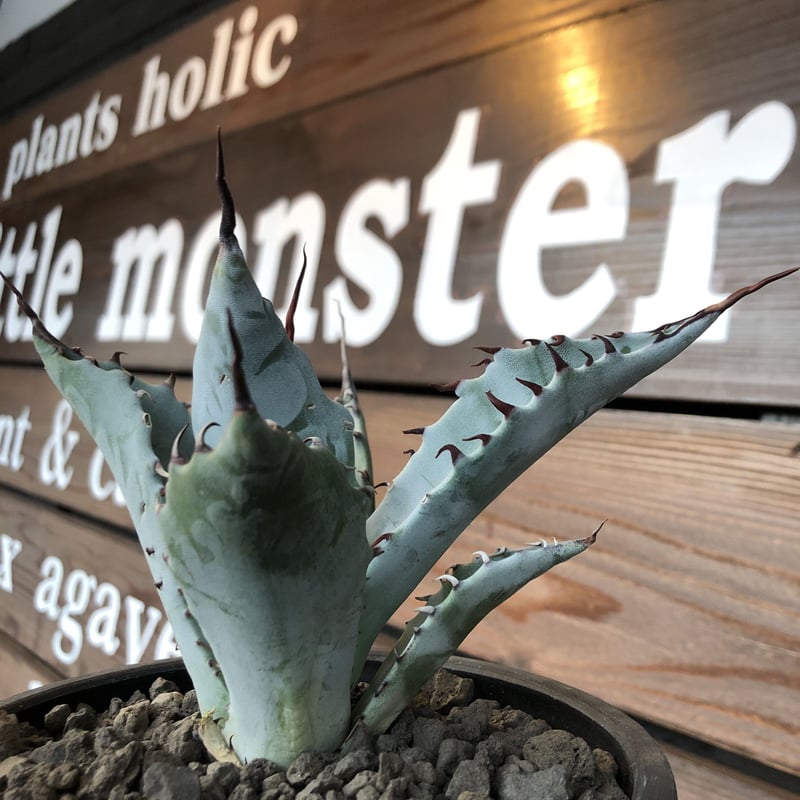 agave zebra（last1株） | plants holic 