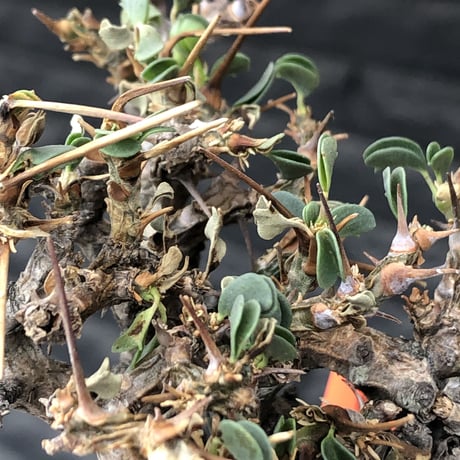sarcocaulon  vanderietiae《M size》※現地球発根後店主国内管理3年株※希少春秋型種‼︎コンパクトで幹上がり仕立ての一株※mad black pot植え