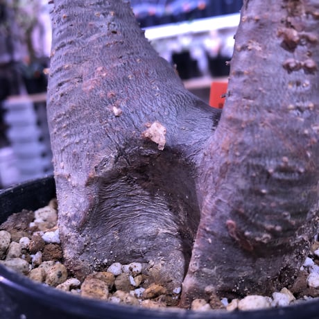 packypodium    cactipes《M size》発根済み株‼︎良い感じの窪みを持つニ分頭株‼︎