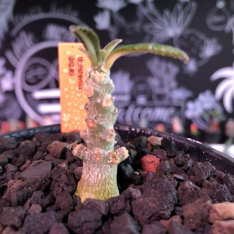 希少 dorstenia   gigas《S size》littmon  seed🌱※1シーズンで成長が大変早い為、大変育て甲斐と変化を感じられるギガス‼︎※mad black bowl pot植え