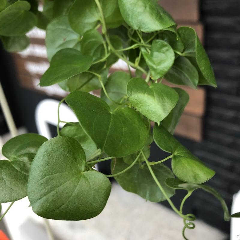 dioscorea elephantipes アフリカ亀甲竜《大きめL size》※今後輸入が