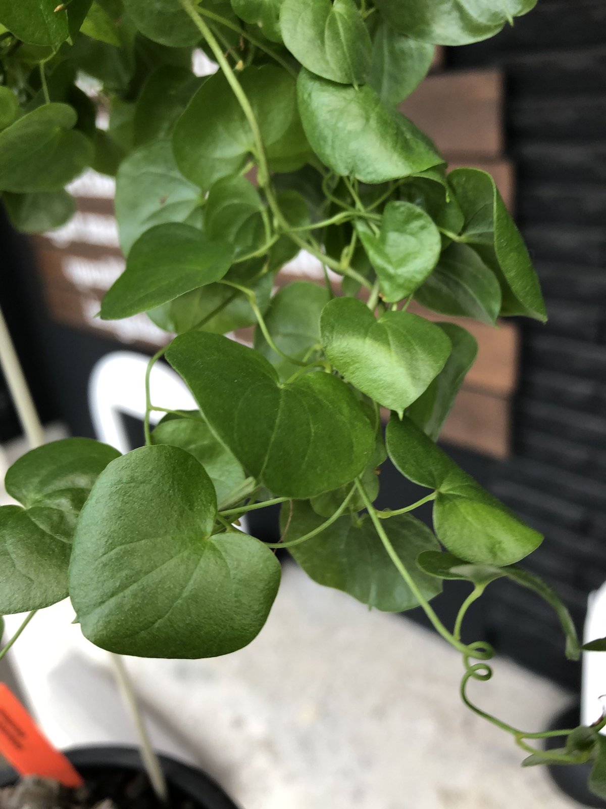 dioscorea elephantipes アフリカ亀甲竜《大きめL size》※今後輸入が