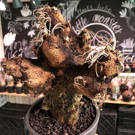 xerophyta  trichophylla《S size》※現地球発根済株※驚愕強靭株※限りなくweightはlow‼︎過去2番に小サイズでボコボコ強き可愛い奴※mad black pot植え
