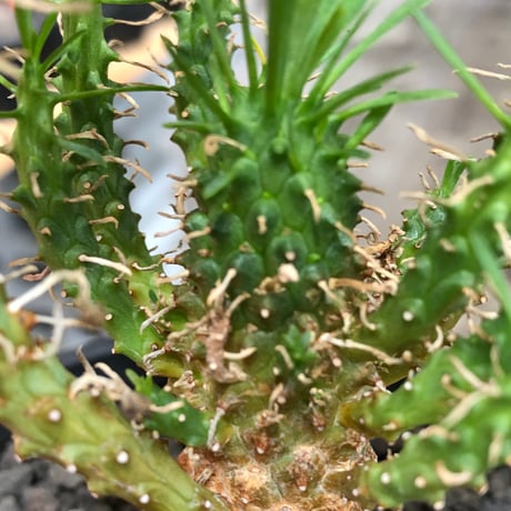 euphorbia caput-medusae 天荒竜《S size》※現地球株発根済※珍しい小振りながら整った樹形バランスと枝振りも良き一株‼︎※black bowl pot植え