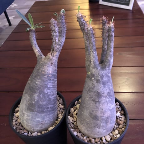 packypodium    gracilius《M size》発根済み株