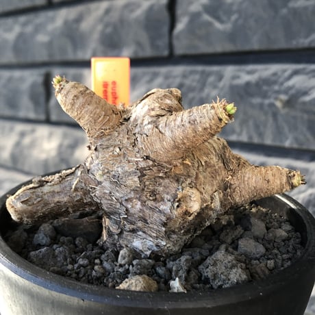 euphorbia  itremensis 《L size》※現地球発根後店主国内管理5年株※極太塊根を持ちweight低く大変将来有望な良樹形※mad black bowl pot植え