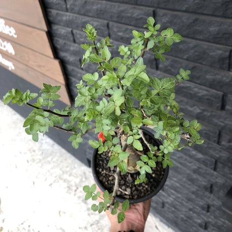 bursera  fagaroides《M size》※現地球発根済※店主管理3年株※成熟しメクれ上がった株元はパキポみたくぼってりしウェイト低い最高balance株※mad black pot植