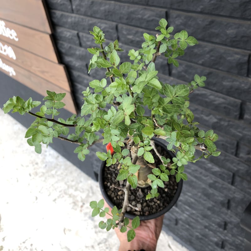 ブルセラ・ファガロイデス Bursera fagaroides 現地球/現地株