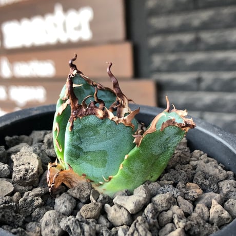 agave titanota  白鯨陽炎type《S size》※現地球株発根済 ⑤※唸り良き鋸歯に幅広肉厚タイプ※black pot植え