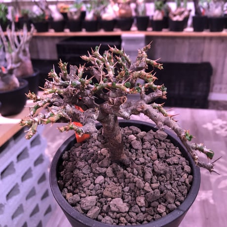 sarcocaulon  vanderietiae《L size》※現地球発根済株※サルコカウロン種‼︎夏型※店主国内管理4年株‼︎※wild枝振り良樹形※mad  black  pot植え