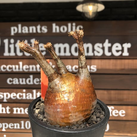 pachypodium  gracilius《小さめM size》赤肌※現地球発根済株※店主国内管理3年株※大変ぼってり樹形且つ極赤肌な一株‼︎※mad black pot植え