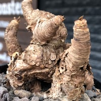 euphorbia itremensis《M size》※現地球株発根済③※極めて良き枝振りを持つ樹形バランスも出来すぎなイトレ※black pot植え