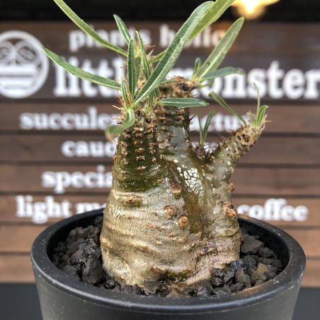 pachypodium  gracilius《大きめS size》激希少‼︎極green肌※現地球発根済株※店主国内管理2年株※手を開いたような良き枝振りな低重心樹形※mad black pot植え
