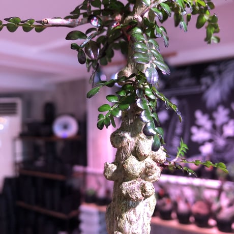 opercullicarya   decaryi  littmon  seed🌱  《9年株》※長きに渡り育て幹のボコボコも強きパワータンクもゴツいオススメ株※mad  black  pot植え