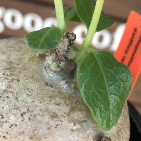 pentagonanthus grandiflorus ssp.glabrescens《L size 》※現地球発根後店主国内管理3年株※激希少種‼︎可愛すぎる装い※mad black pot植え