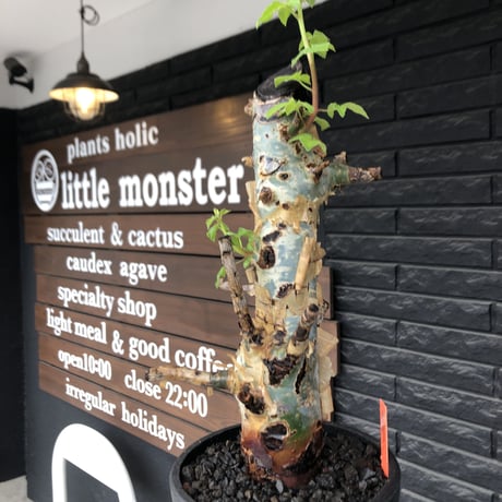 commiphora  holtziana《L size》※現地球発根後店主国内管理2年株※良き佇まいに味深表皮が堪らない※mad black bowl pot植え