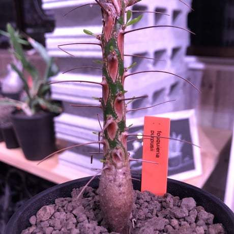 fouquieria  purpusii《M size》 ※希少株  ※幹の模様が特徴な人気種　※限定2株