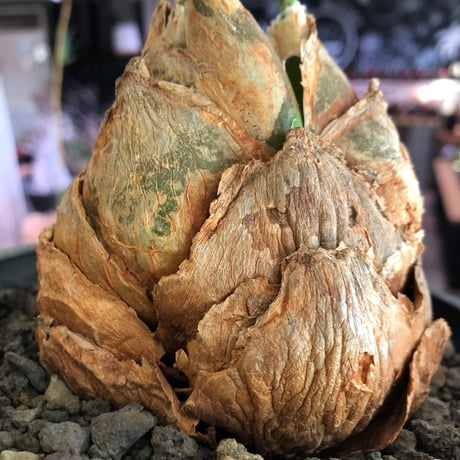 urginea epigea《L size》※現地球株発根済※丸み強くとびきり整ったぼってり樹形の大株‼︎開花時もゴージャスで魅力的なエピゲア※black bowl pot植え