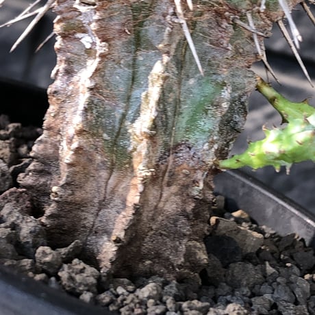 euphorbia horrida《大きめM size》子吹き株※現地球発根後店主国内管理6年株※子吹きも多くワイルドな木質化した出立ち※mad black pot植え