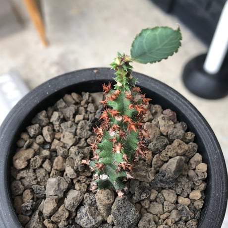 euphorbia magnifica《S size》※現地球株発根済※小振りコンパクトでかわいいながら枝ぶりなど今後の変化も楽しみな一株※black pot植え