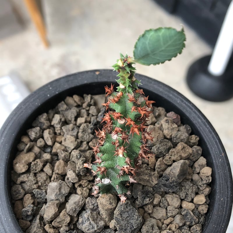 【超希少タコモノ】ユーフォルビア フスカ01 (Euphorbia fusca) 超希少タコモノ】ユーフォルビア フスカ01 (Euphorbia fusca