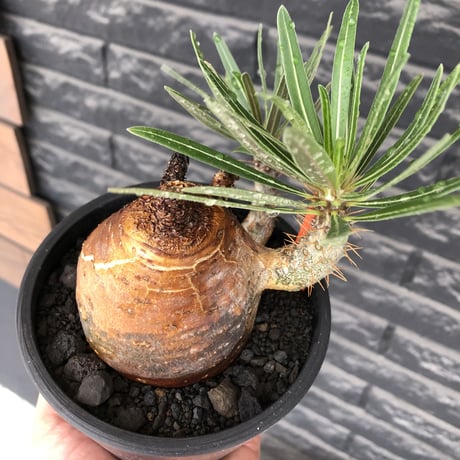 pachypodium gracilius《大きめM size》※現地球株発根済※成長点潰れ&ワイルド現地焼け肌‼︎子孫繁栄意識高く胴吹き枝の装いが堪らない良樹形※mad black pot植え