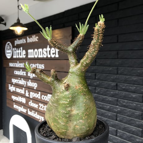 pachypodium gracilius《L size》希少green肌&ぼってり樹形※現地球発根後店主国内管理5年株※大変綺麗でbigなツル肌グラキ※mad black bowl pot植え