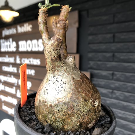 pachypodium  gracilius《M size》ぼってり株※現地球発根済株※店主国内管理3年株※ぼってり樹形且つ特化した柄を持つ良きサイズ感※mad black pot植え