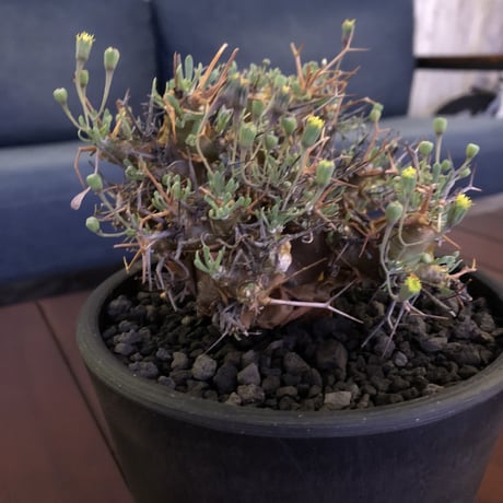 othonna   euphorbioides《M  size》mad black pot植え　極太幹&極美株‼︎  店主管理４年株
