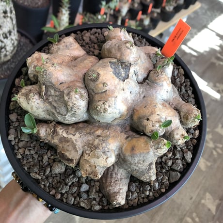 pachypodium  brevicaule恵比寿笑い《大きめL size》※現地球発根済株※味深い荒々しい肌質のbigな笑い‼︎今後流通少なくなります※浅鉢植え