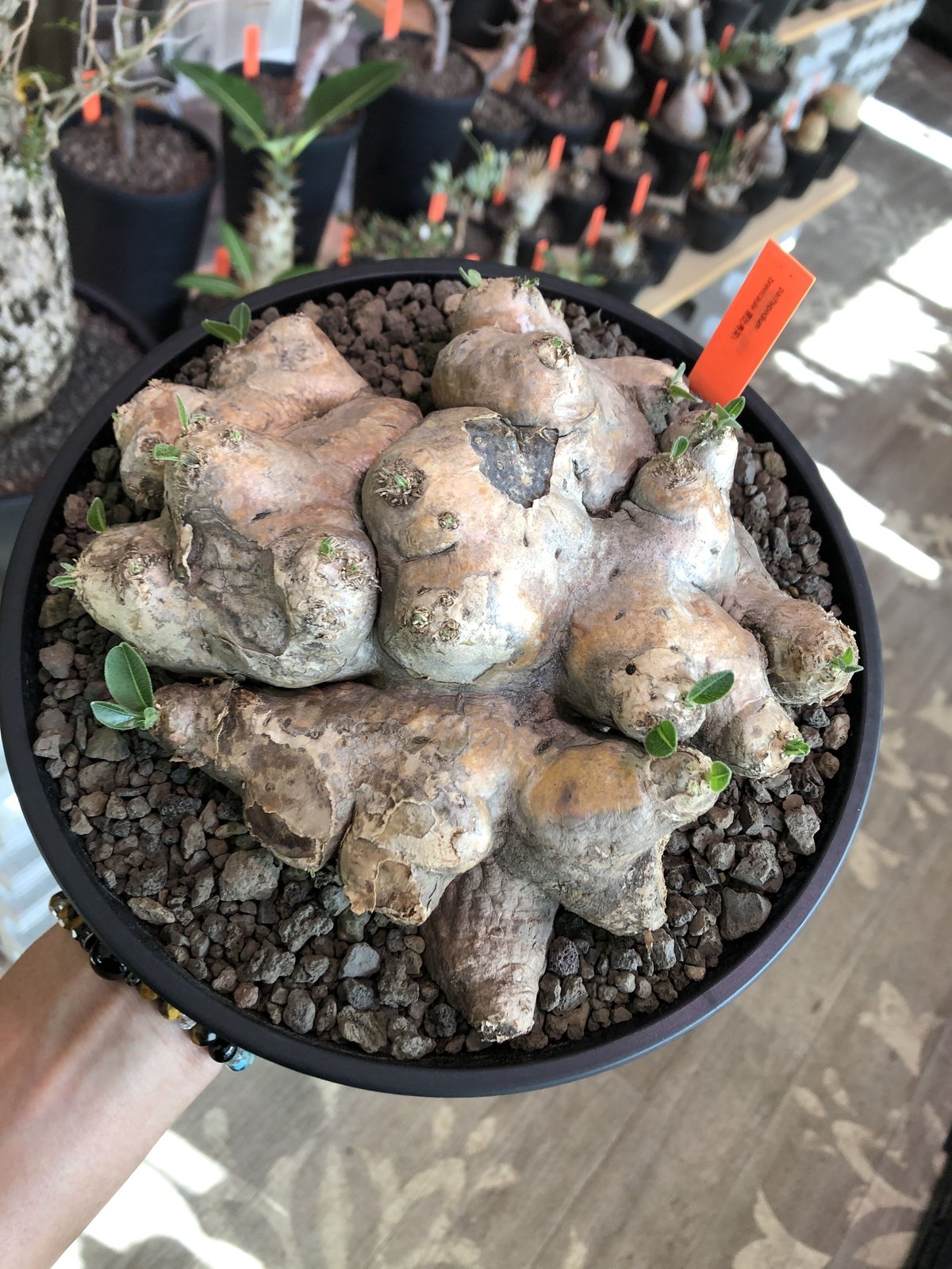 パキポディウム 恵比寿笑い Pachypodium brevicaule 現地株 Pachypodium brevicaule パキポディウム ブレビカウレ 恵比寿