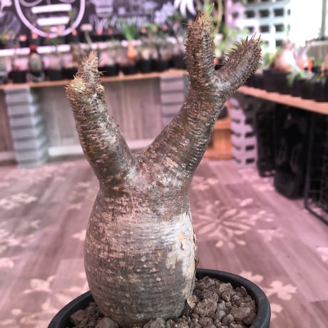 packypodium  gracilius《小さめM  size》※現地球発根済株‼︎※早々芽吹き始めた希少二頭枝グラキ‼︎白柄が愛くるしい一株※mad black pot植え