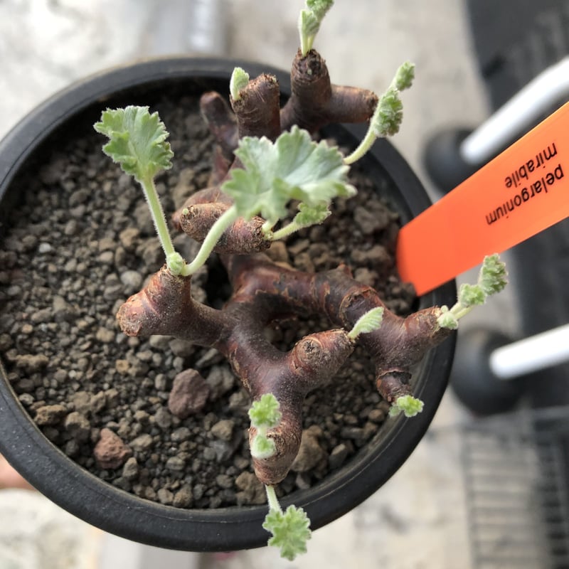 ペラルゴニウム　ミラビレ　大き目 現地球　発根株（鉢付き） 植物×鉢】ペラルゴニウム ミラビレ 現地球 大株 発根済み