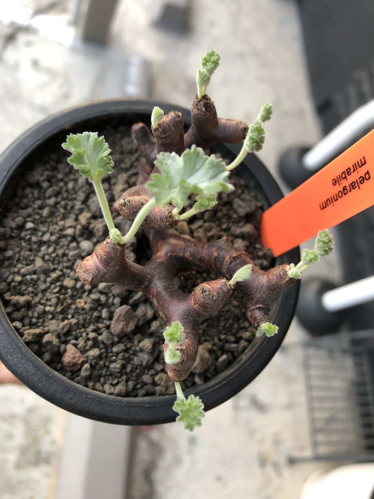 pelargonium mirabile《大きめS size》※現地球店主国内管理4年株※愛