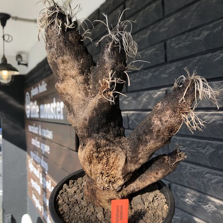 キセロフィタ | STORES