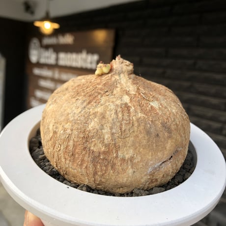 adenia ovata《L L size》激希少種大株※現地球発根後店主国内管理7年株※大変美しく360度球体株の希少種※mad white bowl pot植え