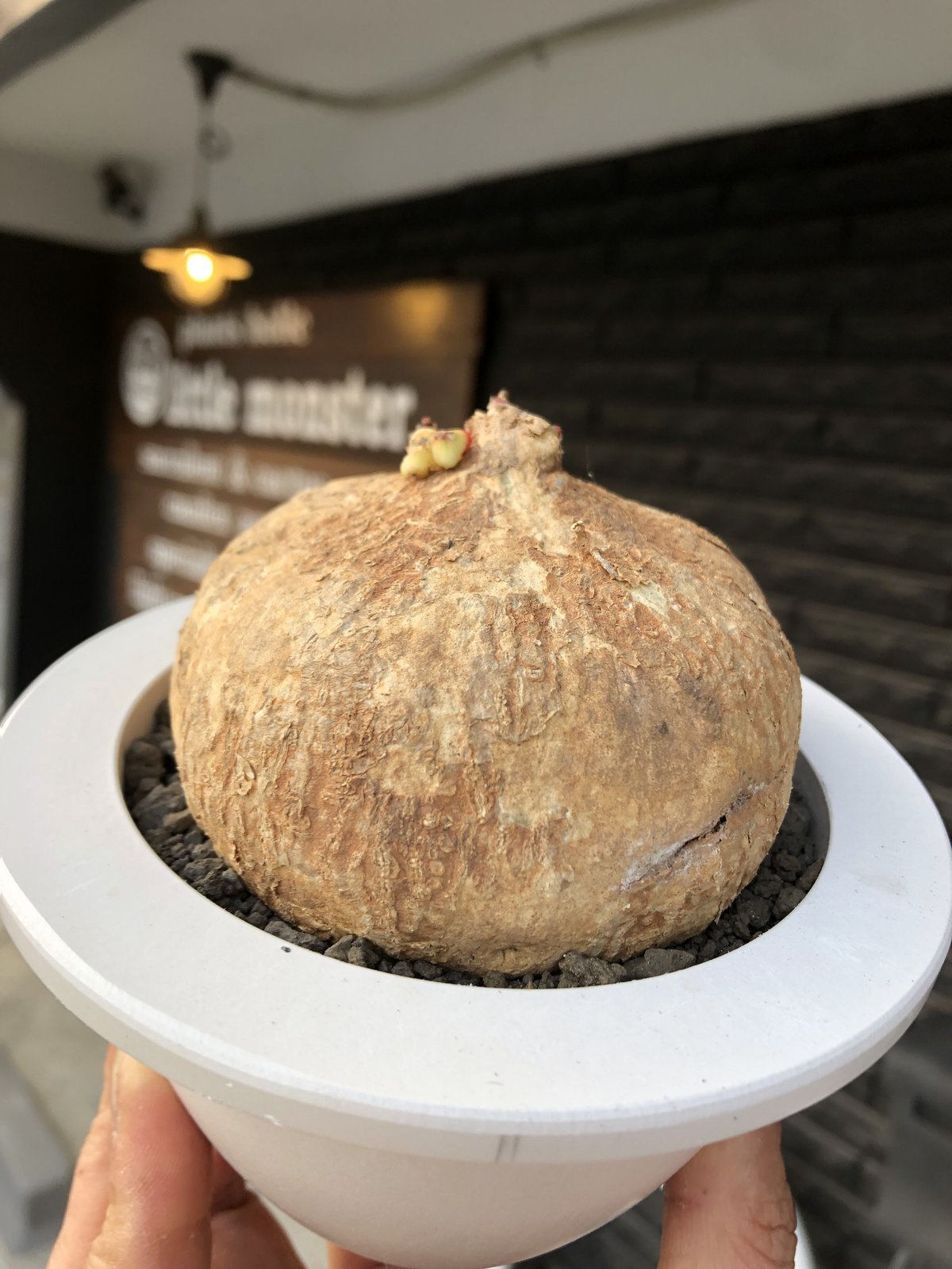 adenia ovata《L L size》激希少種大株※現地球発根後店主国内管理7年株