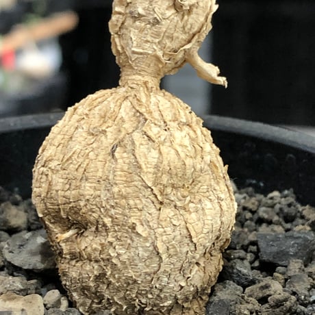 euphorbia cremersii《L size》※現地球株発根済※ぽっこりとまん丸塊根&葉の淵には赤みを持ちギザギザ葉の可愛いCITES1希少種※black pot植え