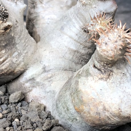 pachypodium brevicalyx《L size》希少‼︎白肌株※現地球発根後店主国内管理6年株※低重心&ゴツゴツ樹形の抜群な装いに美しい白肌が堪らない※mad black pot植え