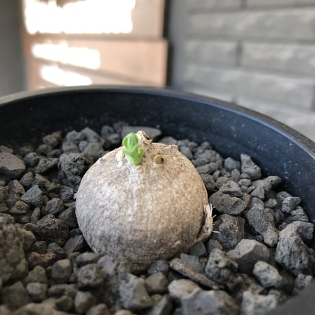 pentagonanthus grandiflorus ssp.glabrescens《S size 》※現地球発根後店主国内管理2年株※激希少種‼︎可愛すぎるサイズ※mad black pot植え