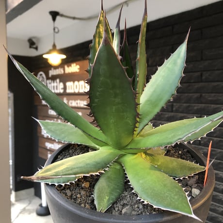 agave horrida《大きめL size》※現地球発根後店主国内管理3年株※締まり&樹形balance良き大きめホリダ※mad black bowl pot植え