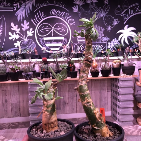 極太チレコドンパニクラーツス阿房宮塊根植物 約30cm