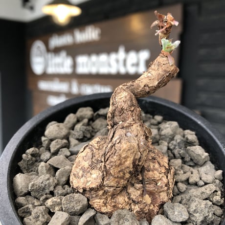 pelargonium triste《M  size》※現地球発根後店主国内管理1年株※味深き肌質にぼってりまん丸株元なトリステ※mad black pot植え